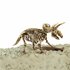 Dinobase Dino 3D Triceratops Skelet_